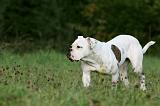 BOULEDOGUE AMERICAIN 352
